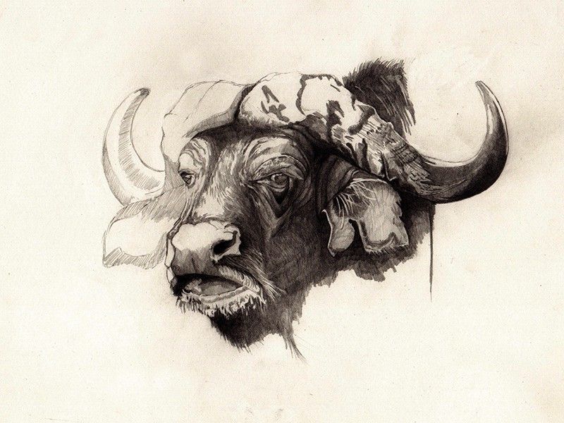 Búfalo Africano (Dibujo a lápiz)