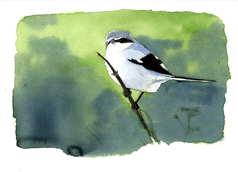 Alacudón meridionaln (Lanius meridionalis)